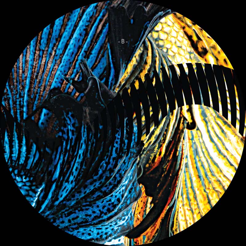 Duc In Altum - Midnight Sun